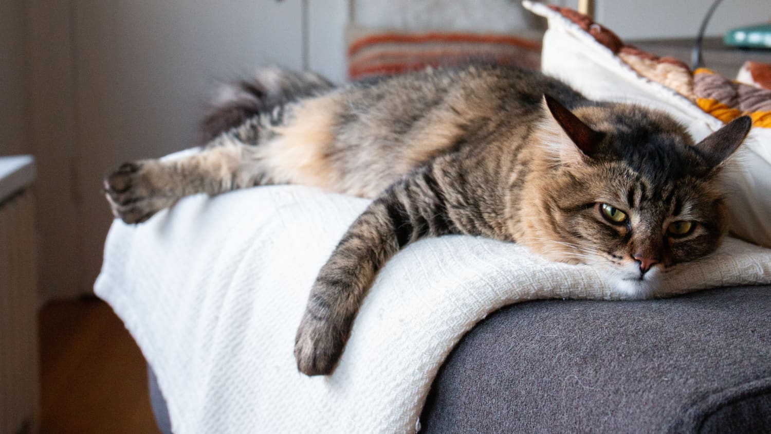 This DIY Lap from Reddit Helps Keep a Clingy Pet Happy